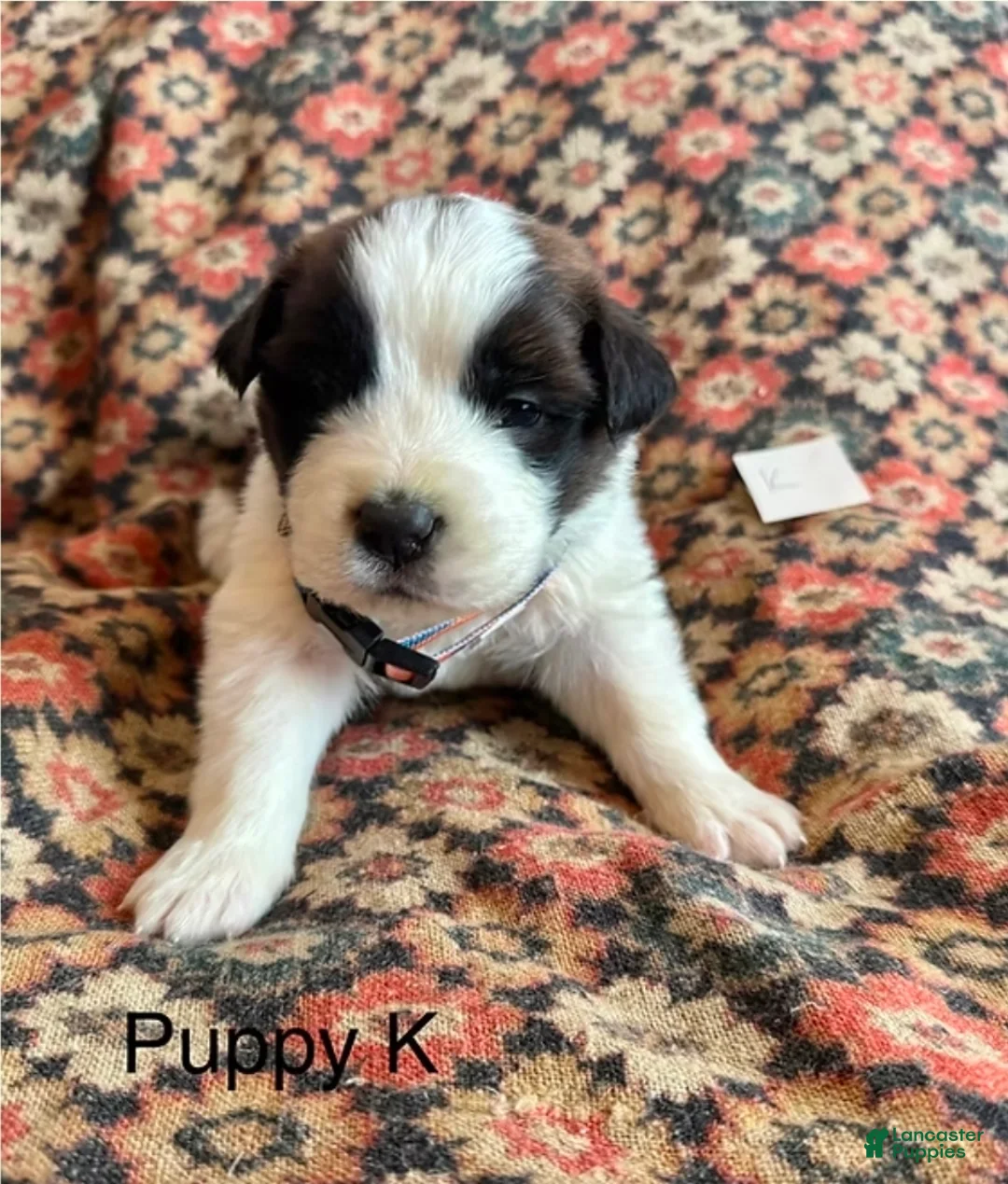Saint Bernard dogs for sale: Saint Bernard Puppy 9 - Ad 1