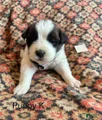 Saint Bernard Puppy 9