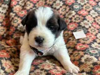 Saint Bernard dogs Saint Bernard Puppy 9 - Ad 39