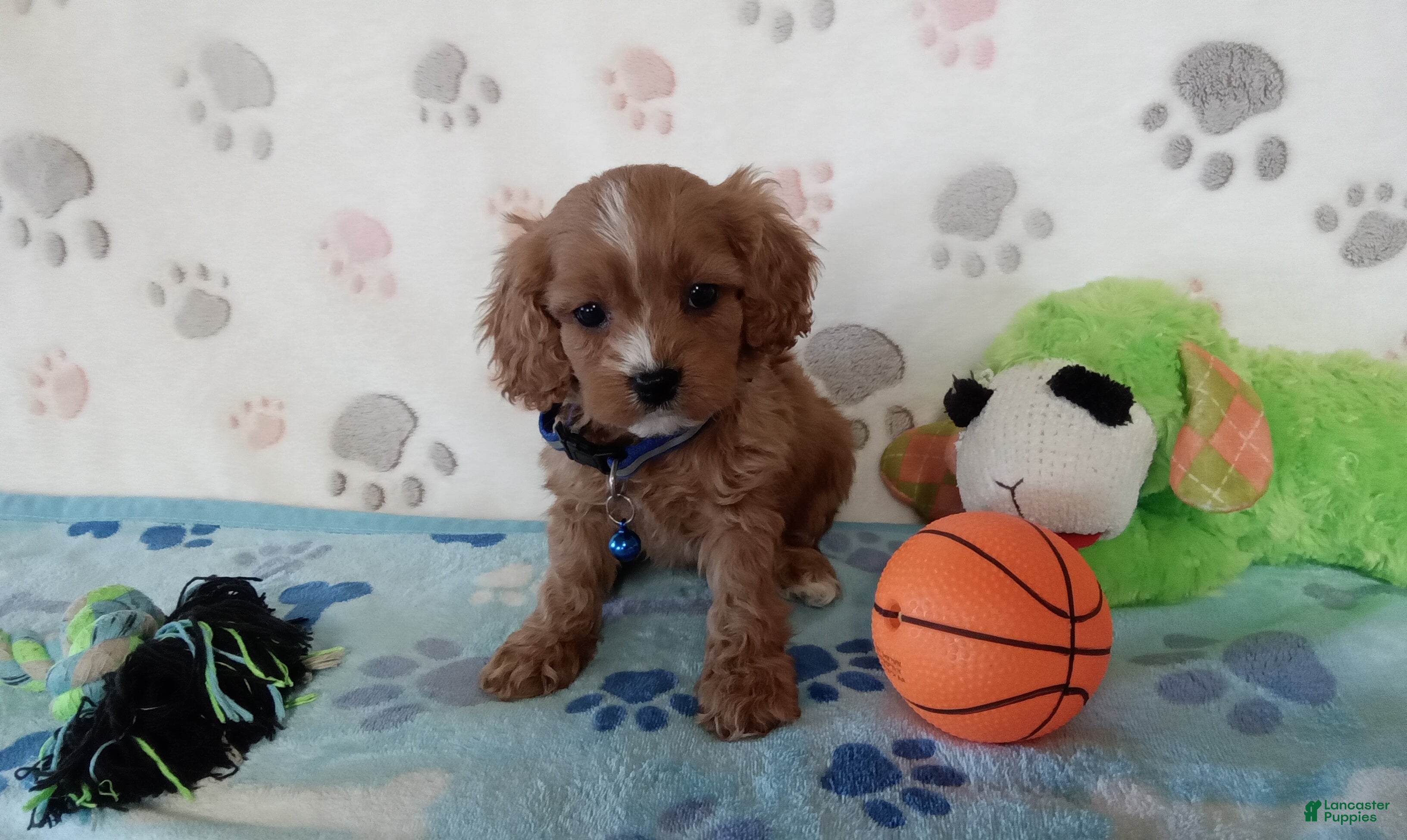 Cavapoo dogs for sale: Vernon  - Ad 2