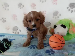 Cavapoo dogs for sale: Vernon - Ad 2