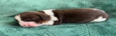 English Springer Spaniel Puppy - Cinnamon