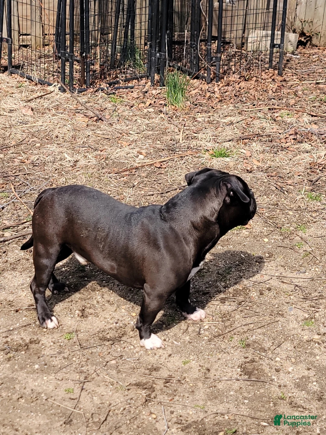 American Bully dogs for sale: Money - Ad 3