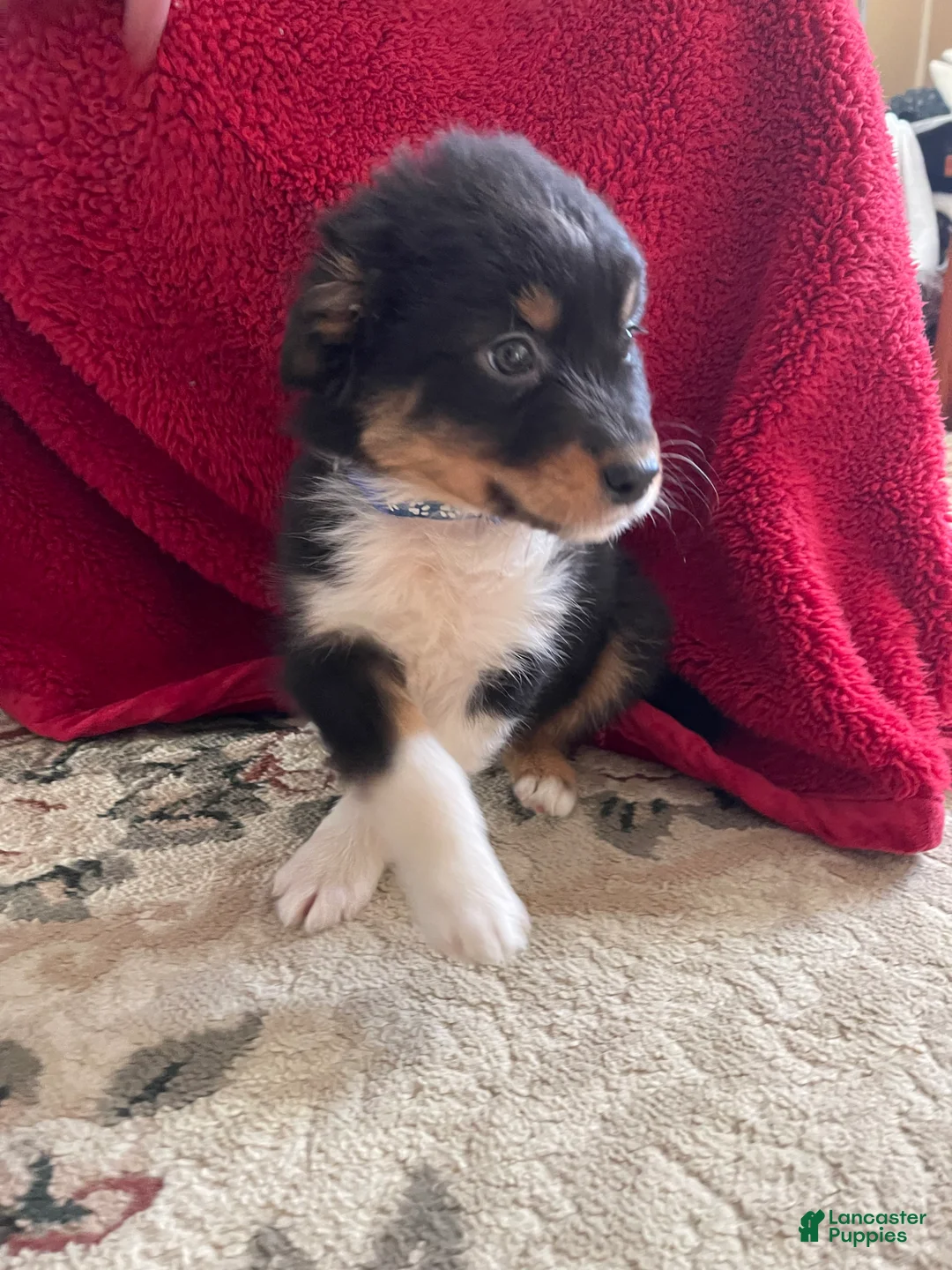 Australian Shepherd dogs for sale: Archer - Ad 27