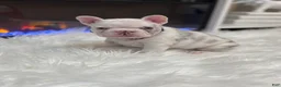 French Bulldog dogs for sale: Rylo - Ad 4