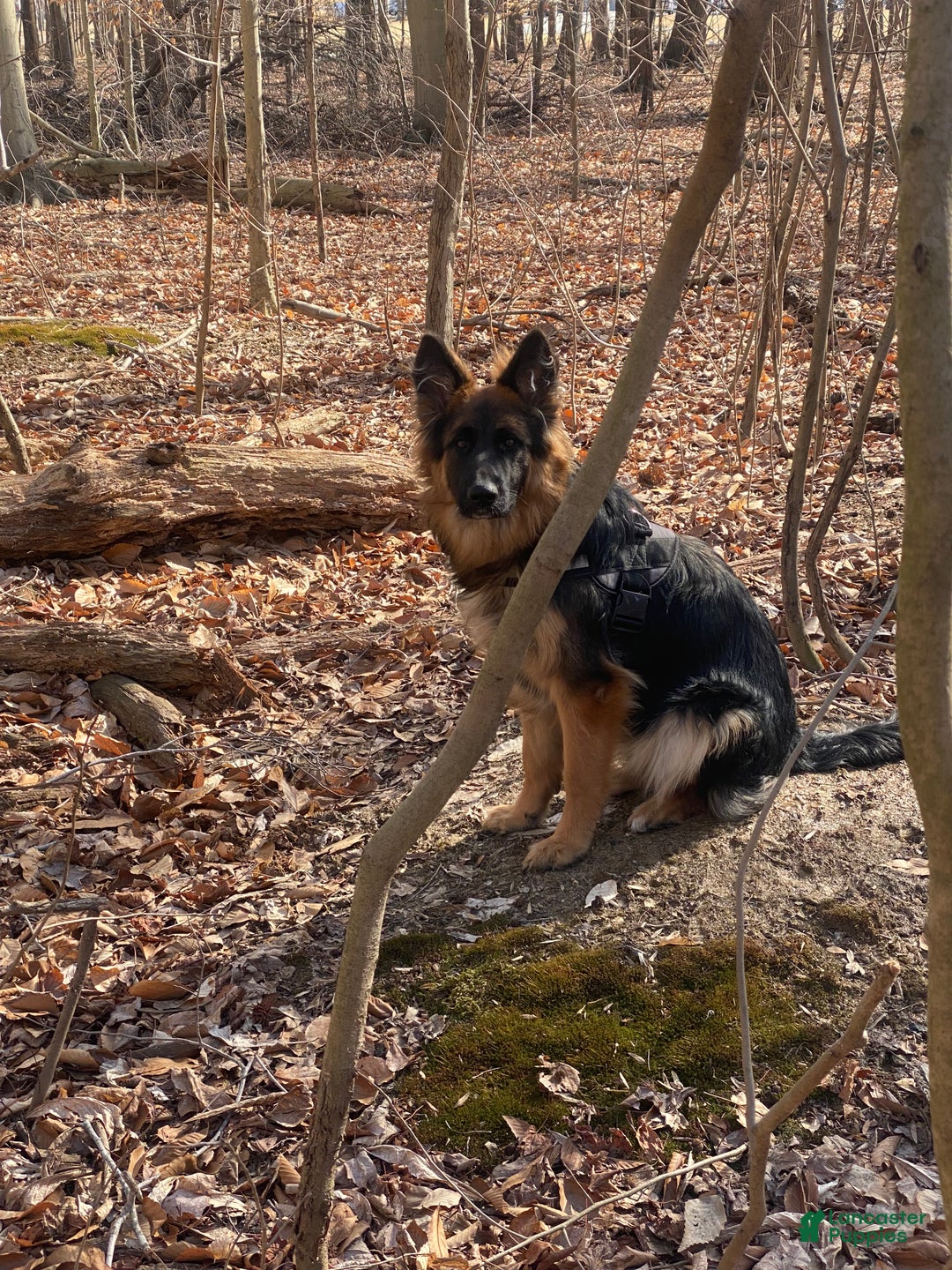German Shepherd dogs for sale: Liv - Ad 8