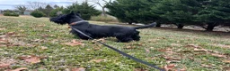 Scottish Terrier dogs for sale: Lachlan-AKC-HealthTestedParents - Ad 10
