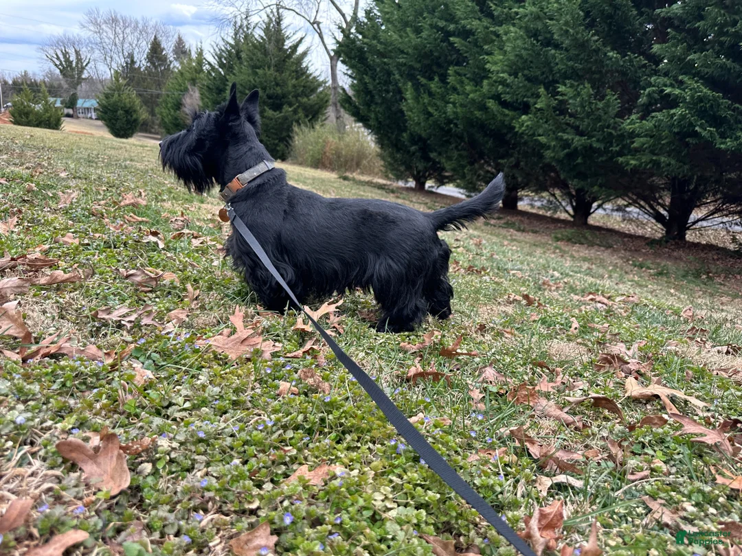 Scottish Terrier dogs for sale: Lachlan-AKC-HealthTestedParents - Ad 10
