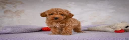 Miniature Poodle dogs for sale: Leo - Ad 3