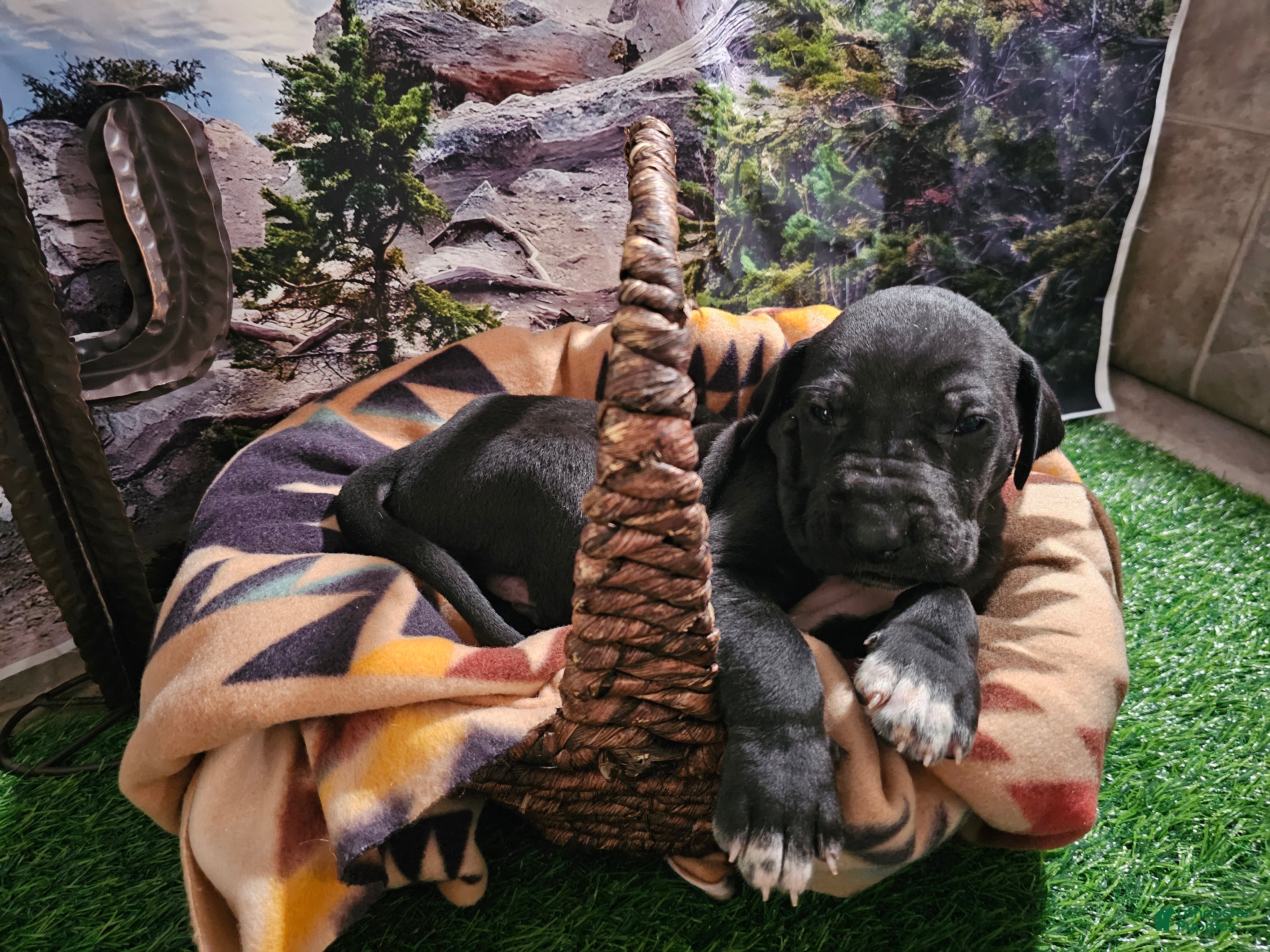 Great Dane dogs Black  - Ad 2