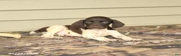 German Shorthaired Pointer dogs for sale: Duncan - Ad 3