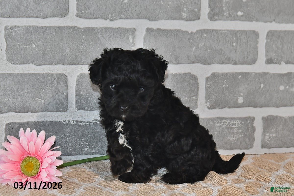 Maltipoo dogs Pixie - Ad 2