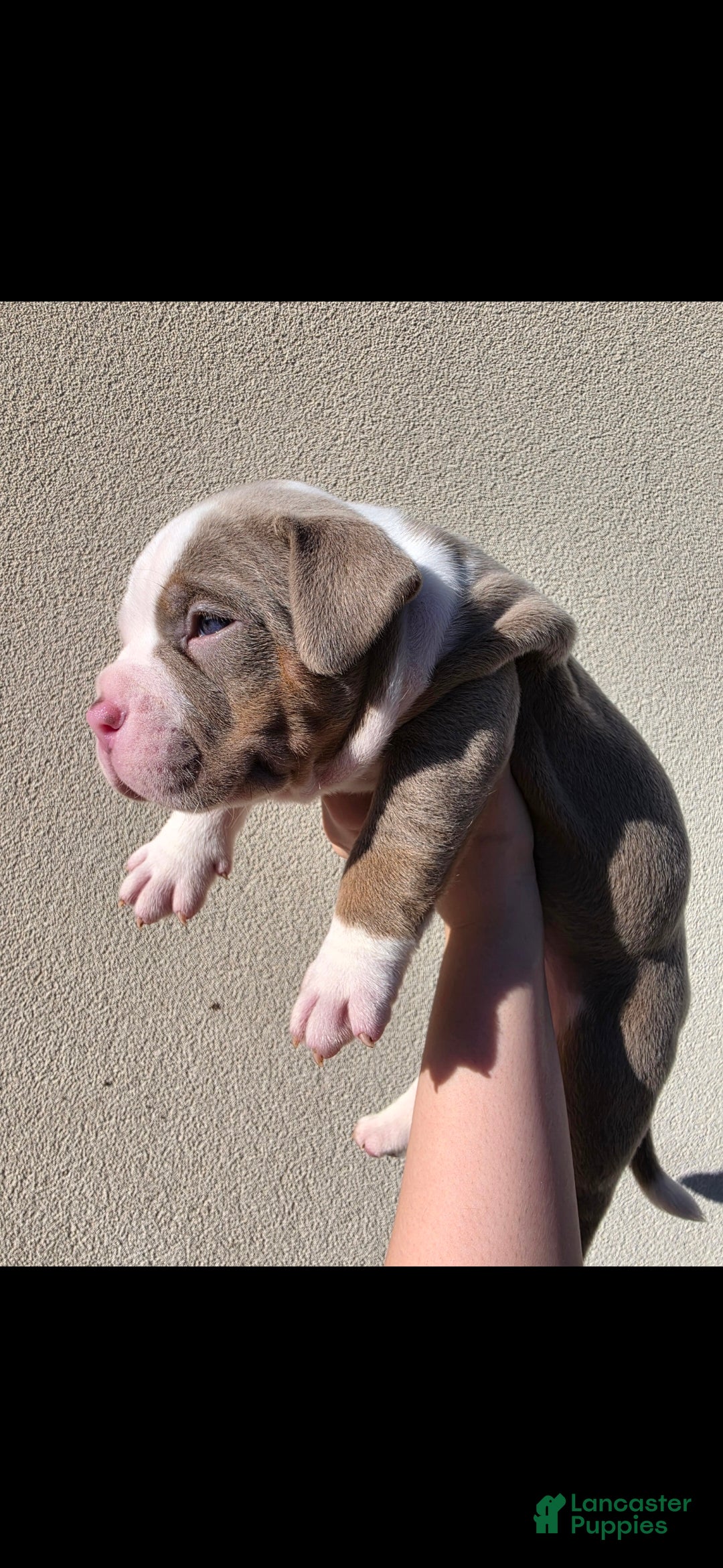 American Bully dogs for sale: American Bully 1 - Ad 5