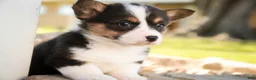 Welsh Corgi Pembroke dogs for sale: Olaf - Ad 4