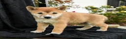 Shiba Inu dogs for sale: Kenji - Ad 2