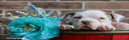 American Bully dogs for sale: Dolly - Ad 2
