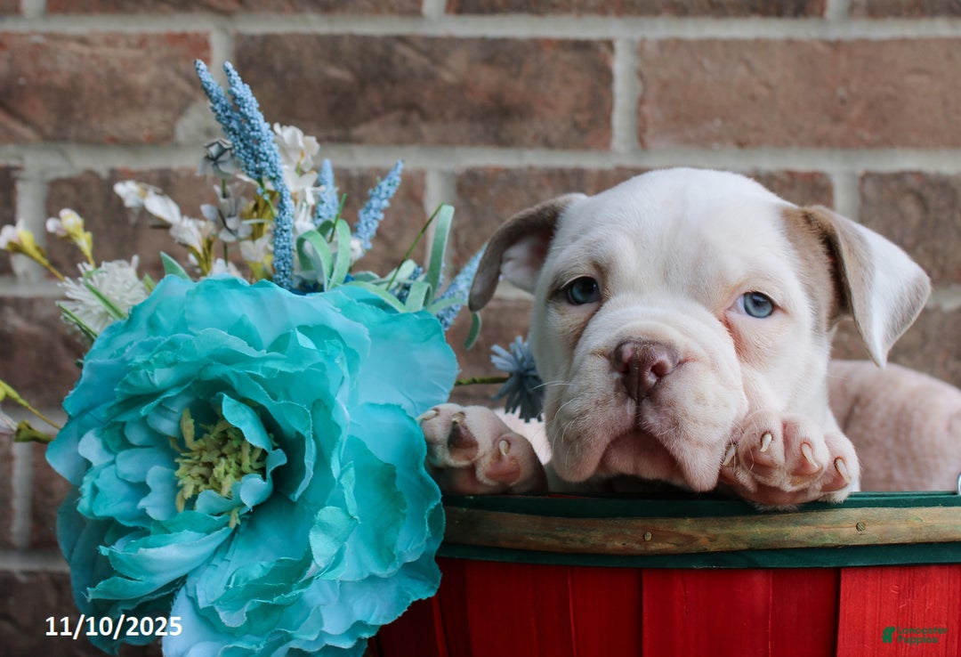 American Bully dogs for sale: Dolly - Ad 2