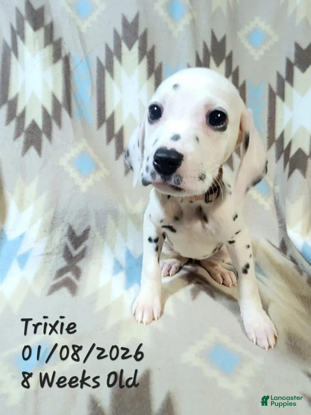 Dalmatian dogs for sale: Trixie - Ad 3