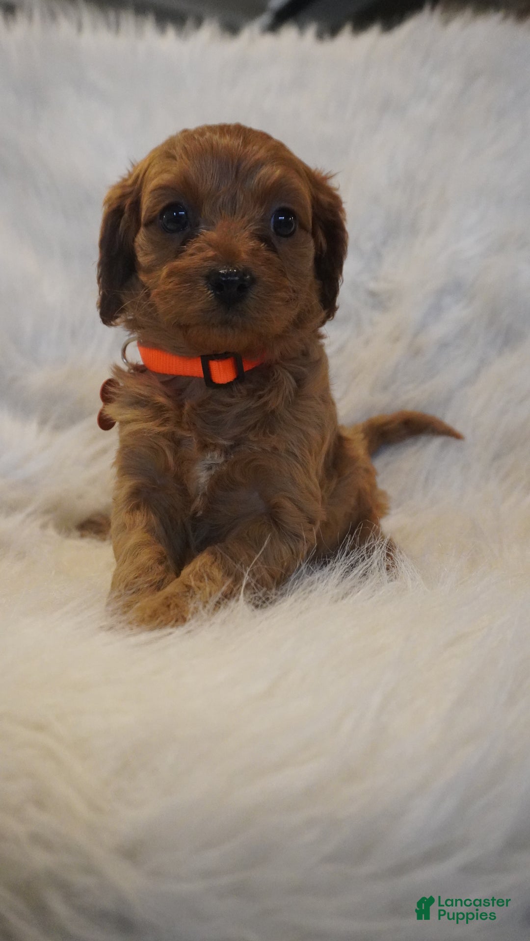 Cavapoo dogs for sale: Jupiter  - Ad 8