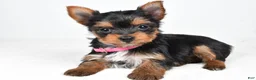 Yorkshire Terrier dogs for sale: Macey - Ad 1