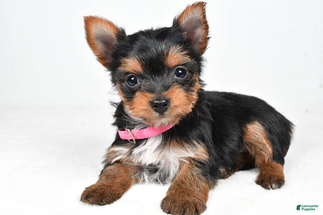 Yorkshire Terrier dogs for sale: Macey - Ad 1