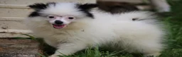 Pomsky dogs for sale: Tilly  - Ad 7