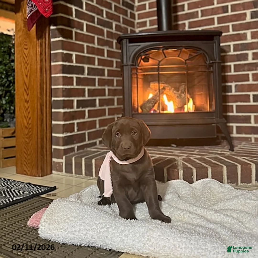 Labrador Retriever dogs for sale: Bailey - Ad 4