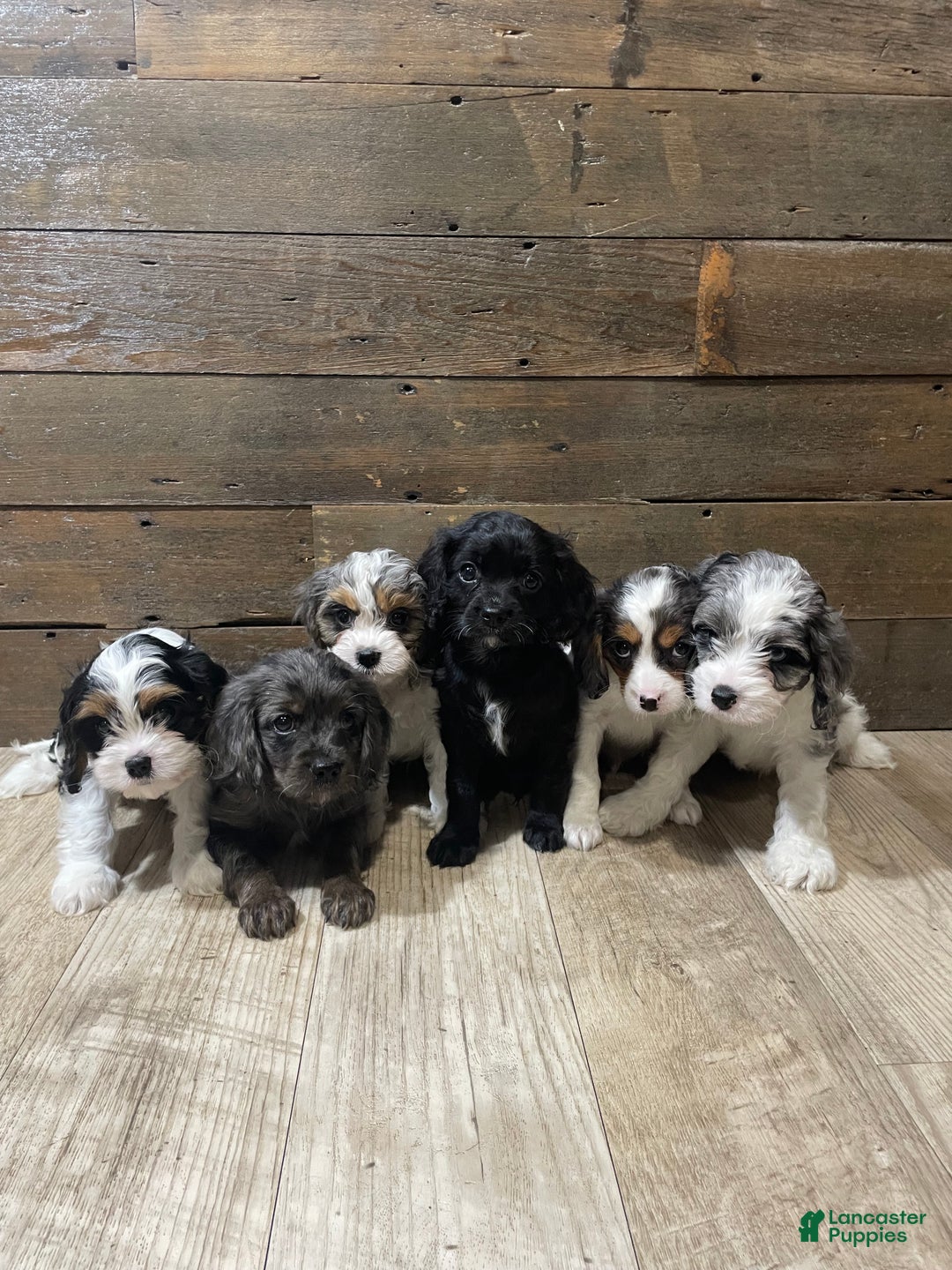 Cavapoo dogs for sale: Blaze - Ad 6