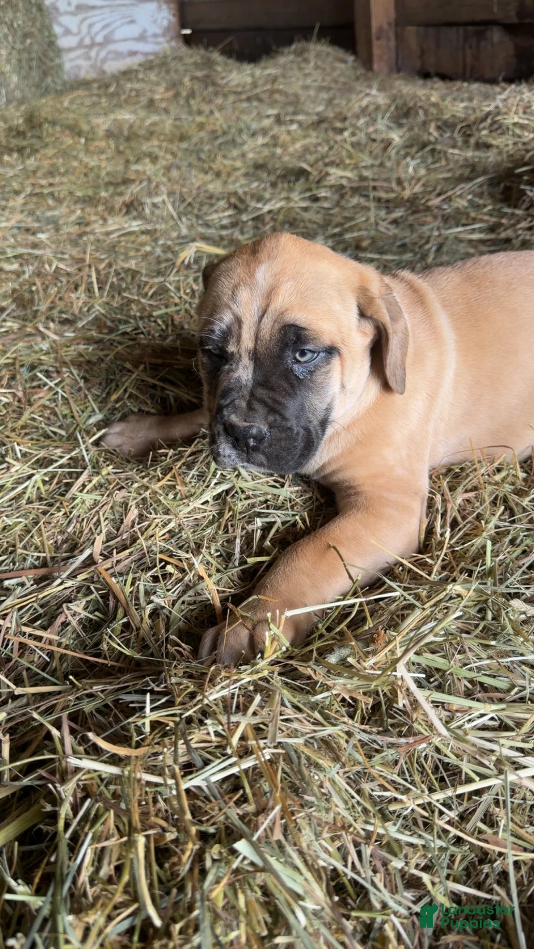 English Mastiff dogs for sale: English Mastiff Puppy 1 - Ad 3