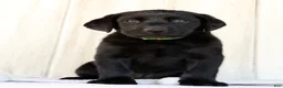 Labrador Retriever dogs for sale: Allie - Ad 1