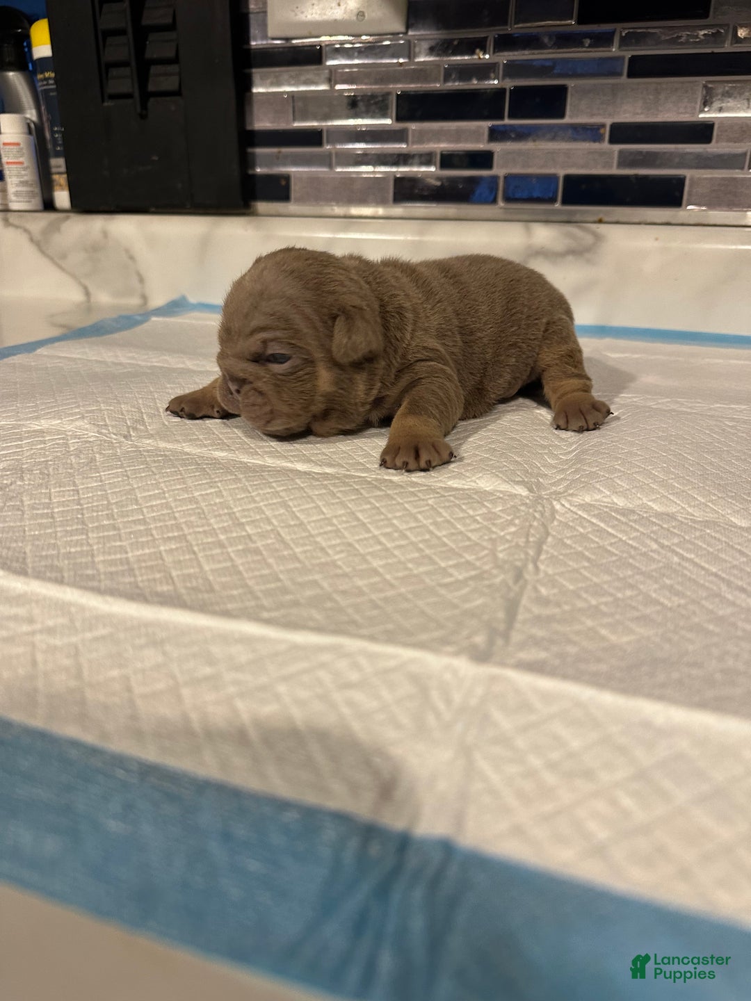 English Bulldog dogs for sale: Lilac Female  - Ad 1