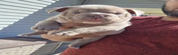 American Bully dogs for sale: American Bully Puppy 5 - Ad 1