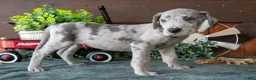 Great Dane dogs for sale: Banjo - Ad 2
