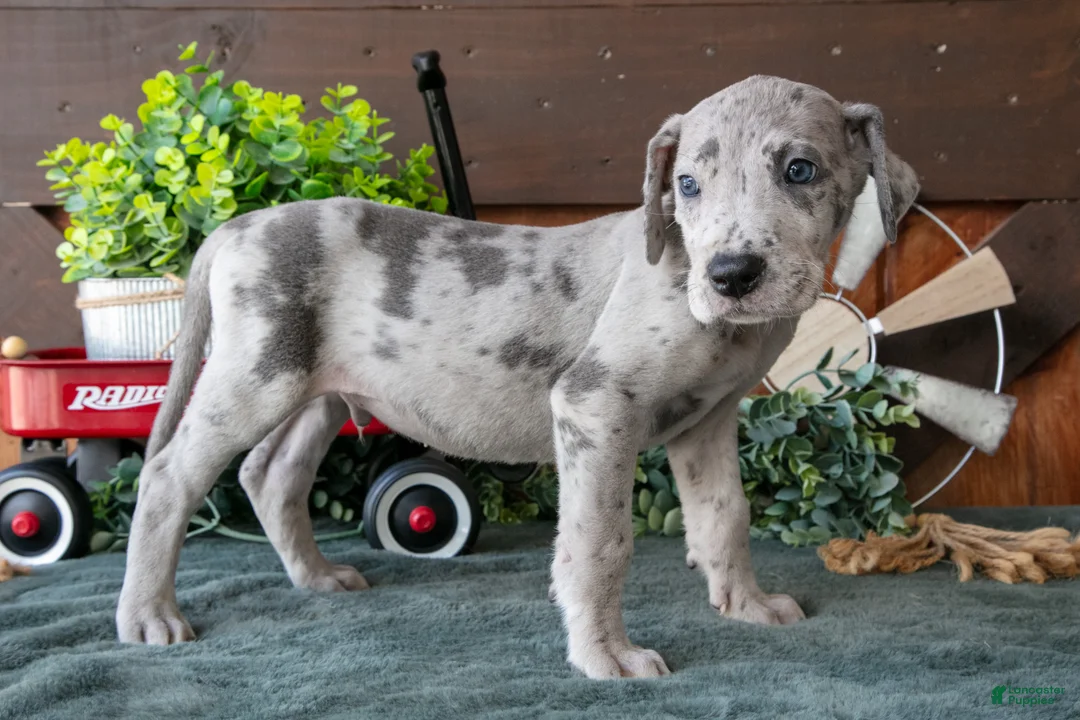 Great Dane dogs for sale: Banjo - Ad 2