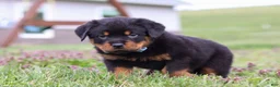 Rottweiler dogs for sale: Roscoe - Ad 10
