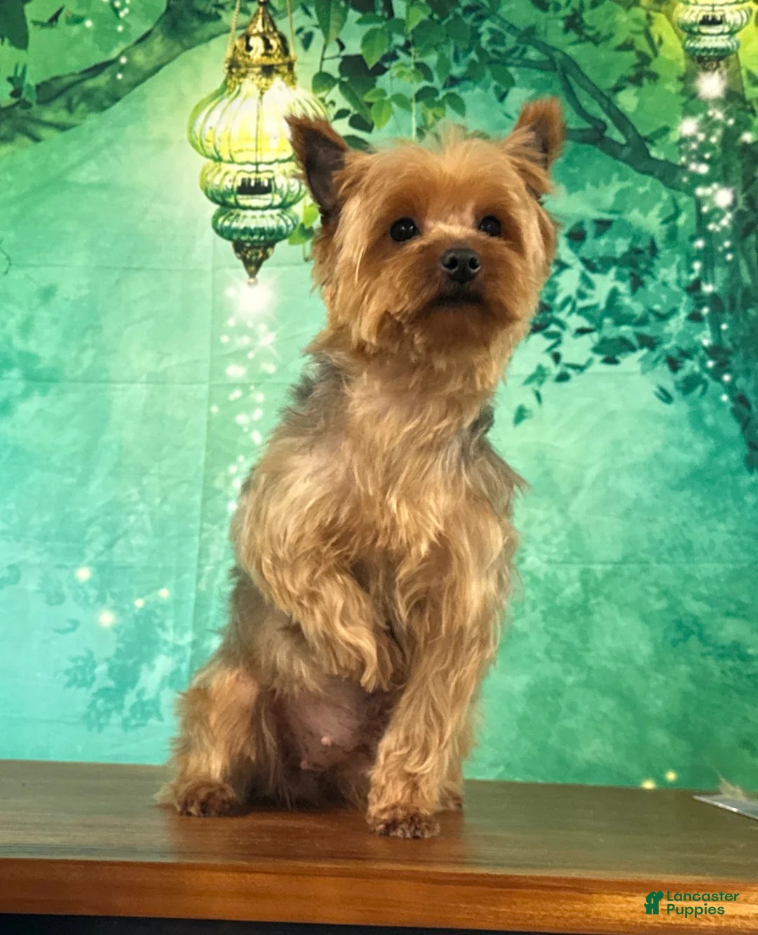 Yorkshire Terrier dogs for sale: Leo - Ad 4