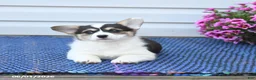 Welsh Corgi Pembroke dogs for sale: Pearl - Ad 2