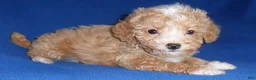 Miniature Poodle dogs for sale: Peanut - Ad 10