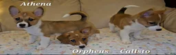 Mixed Breed dogs for sale: Orpheus - Ad 19