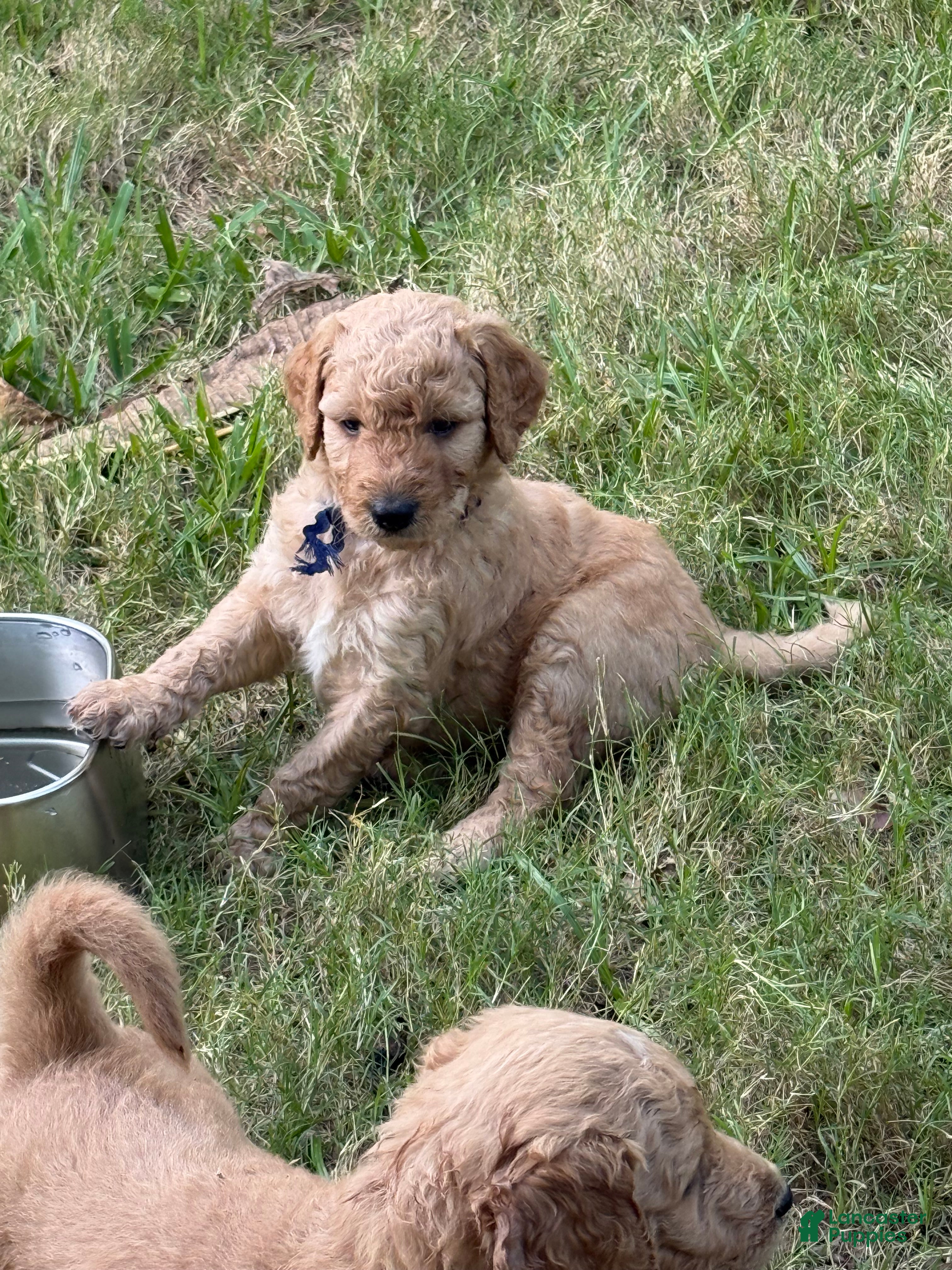 Goldendoodle dogs Blue Boy - Ad 1