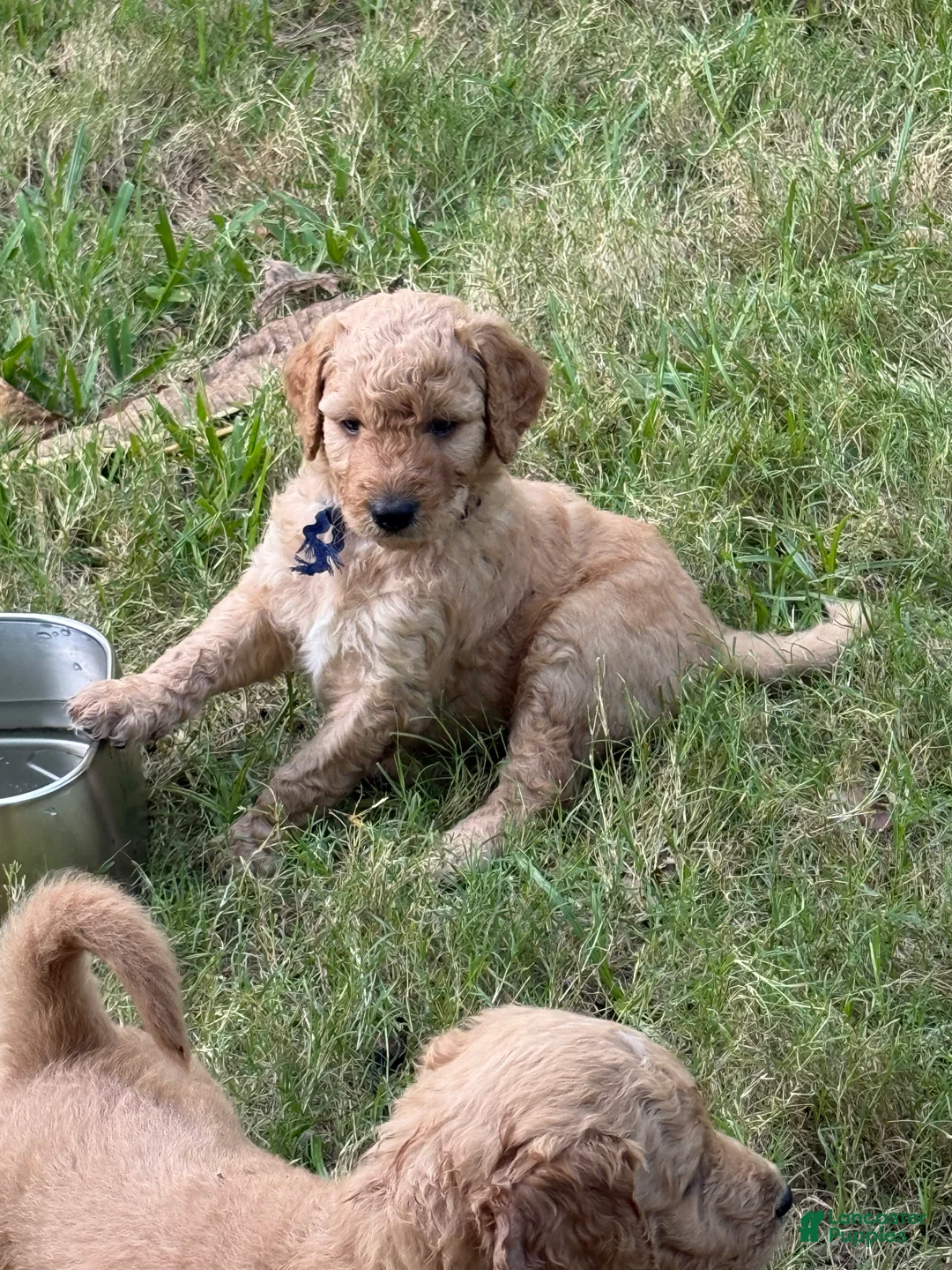Goldendoodle dogs for sale: Blue Boy - Ad 1