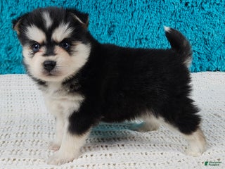 Pomsky dogs Nina - Ad 22
