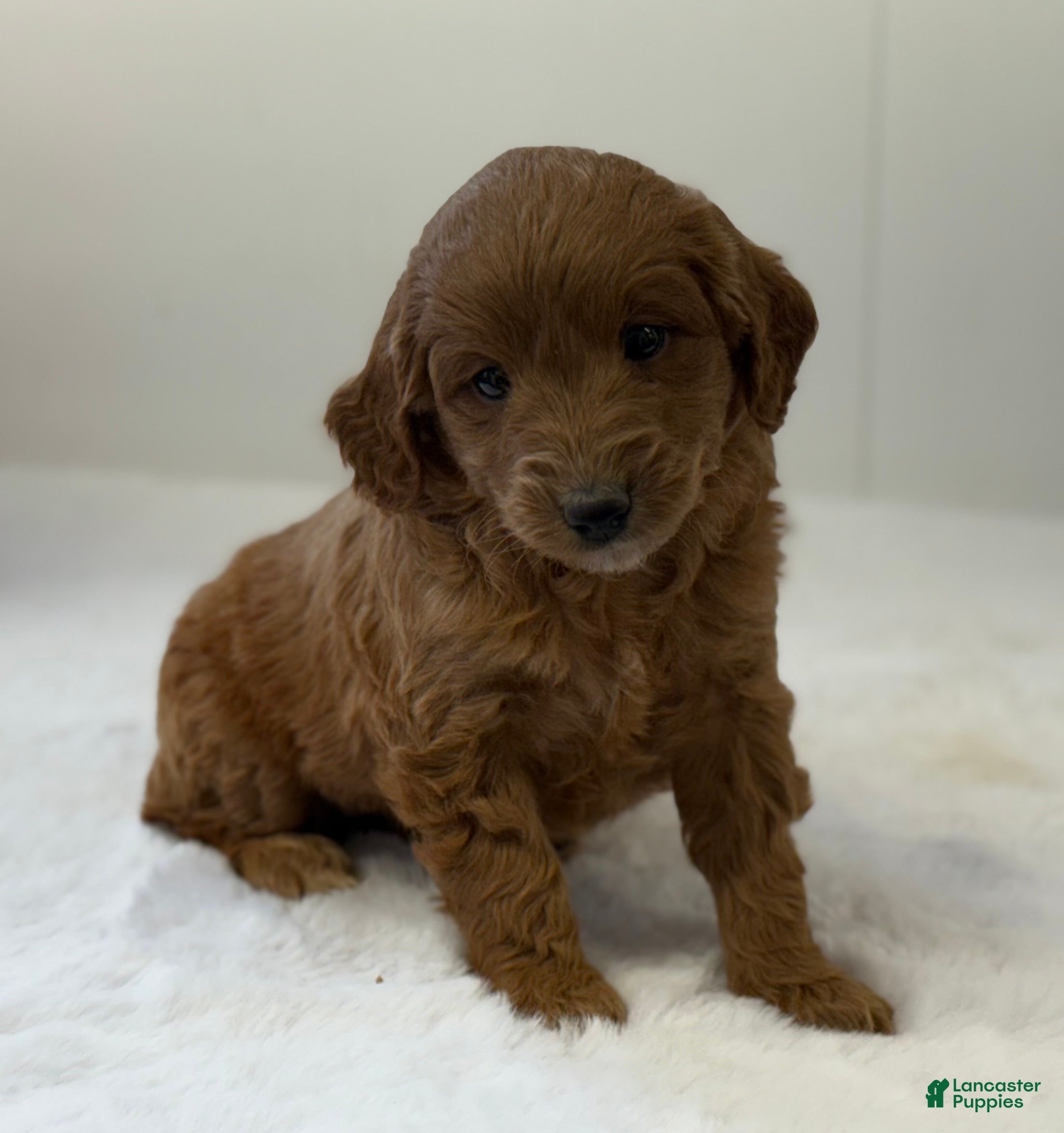 Mini Goldendoodle dogs Sage - Ad 2