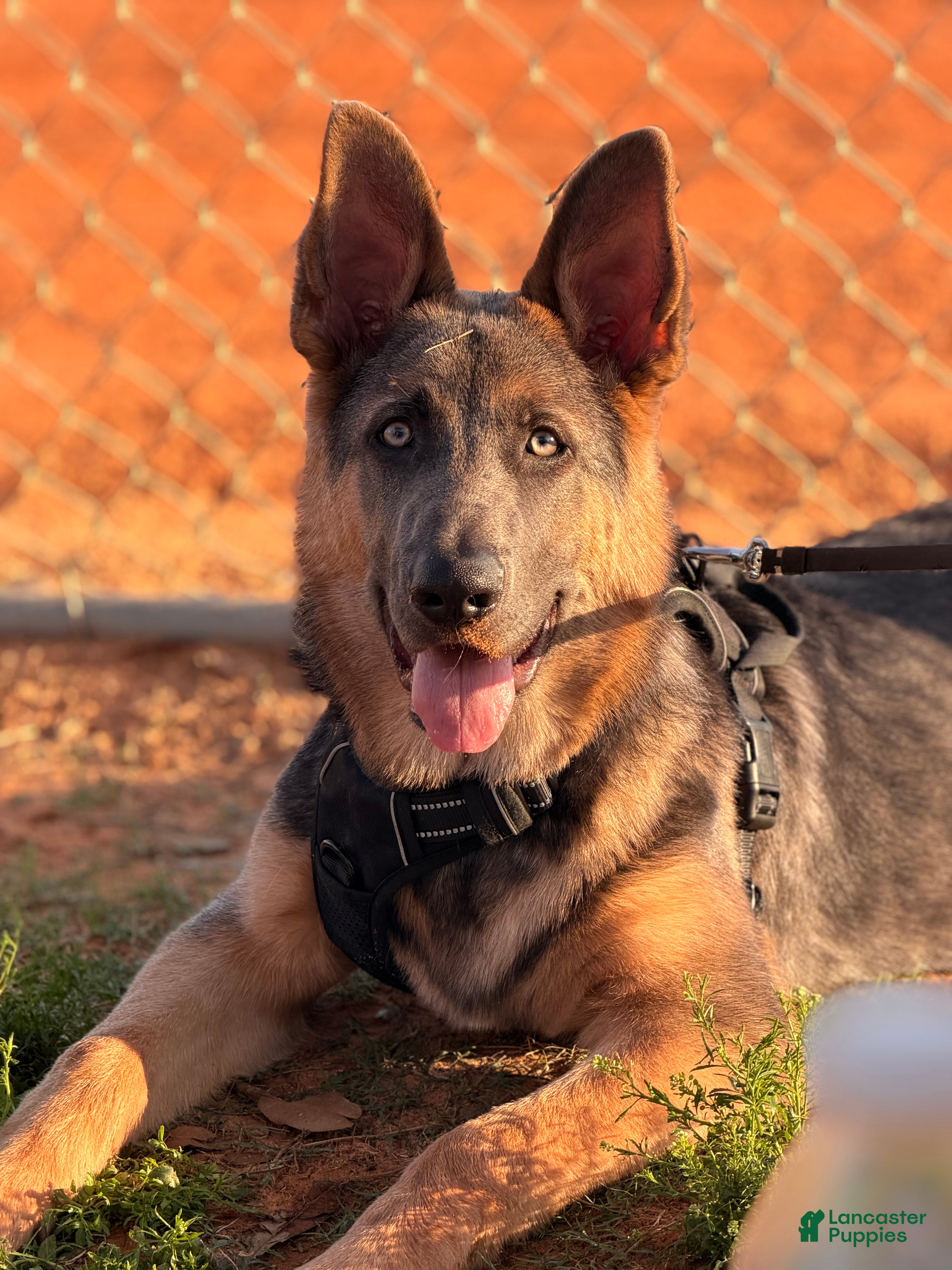 German Shepherd dogs German Shepherd Puppy 1 - Ad 14