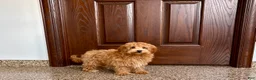 Havapoo dogs for sale: Havapoo Puppy 3 - Ad 6