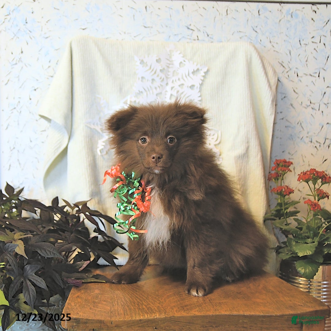 Mixed Breed dogs for sale: Darby - Ad 6