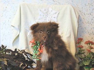 Mixed Breed dogs Darby - Ad 3