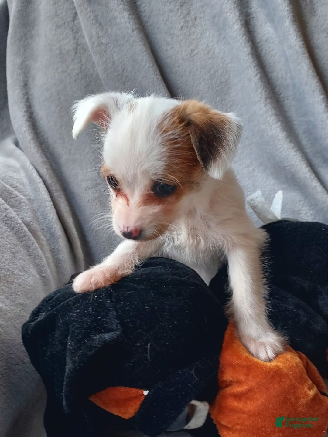 Jackapoo dogs for sale: Kenzie - Ad 9