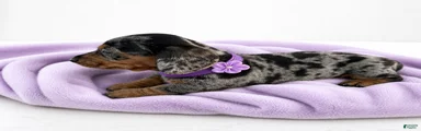 Lilly