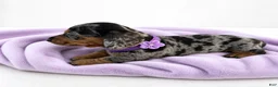 Miniature Dachshund dogs for sale: Lilly - Ad 1